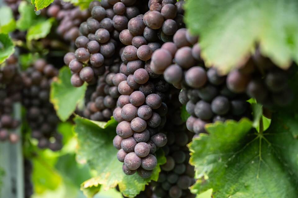 Weinlese Weinlese