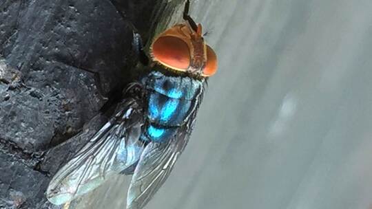 Neuwelt-Schraubenwurmfliege Neuwelt-Schraubenwurmfliege