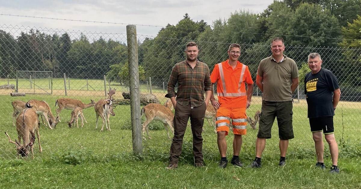 After almost half a year: Happy ending for Grunbach's fallow deer