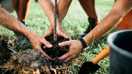 Close-up of father and son planting tree in nature.