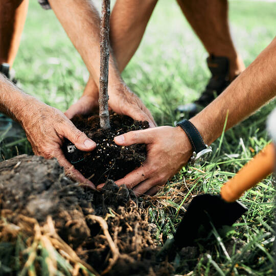 Close-up of father and son planting tree in nature.