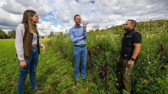 Versuchsfläche Wildpflanzen Friolzheim