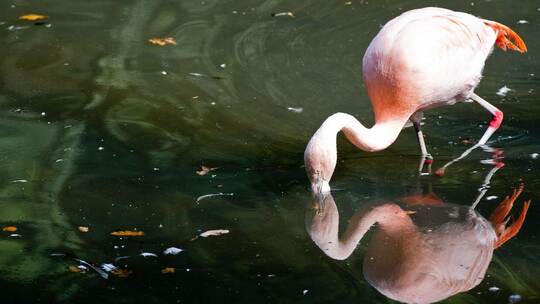 Roter Flamingo im Wasser