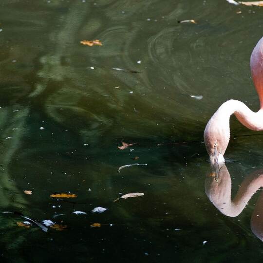Roter Flamingo im Wasser