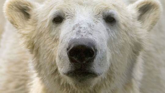 Eisbär Knut Eisbär Knut
