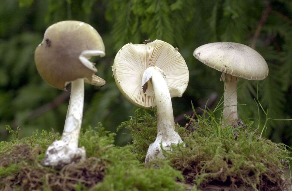 Grüner Knollenblätterpilz Grüner Knollenblätterpilz