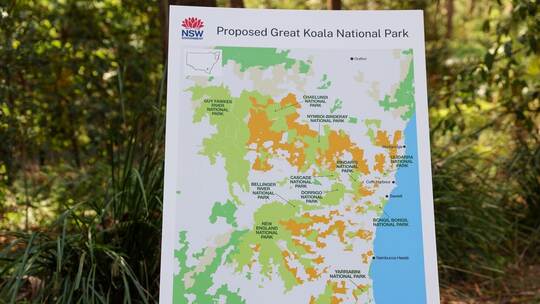 Großes Koala-Nationalparkprojekt in Australien