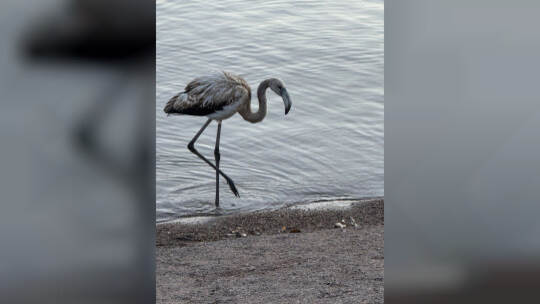 Flamingo im Titisee