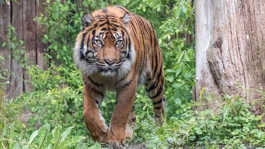Sumatratiger Tebo eingeschläfert