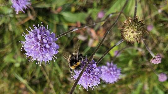 Die „Dunkle Erdhummel“ fühlt sich wohl am „Gewöhnlichen Teufelsabbiss“.