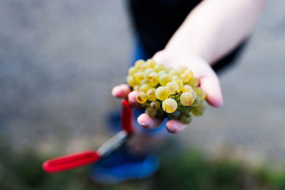 Weinlese in Baden