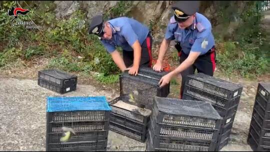 Illegaler Vogeltransport in Italien Illegaler Vogeltransport in Italien