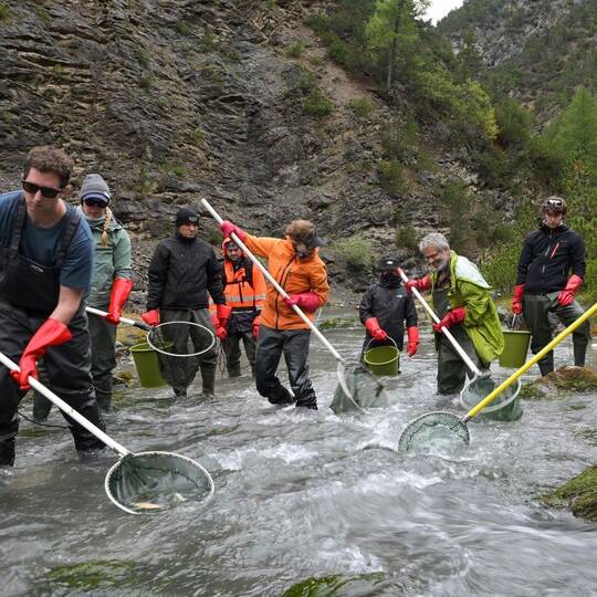 12.000 Fische werden umgesiedelt