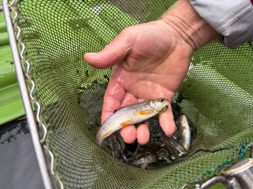 12.000 Fische werden umgesiedelt 12.000 Fische werden umgesiedelt