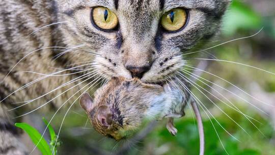 Katz-und-Maus-Spiel