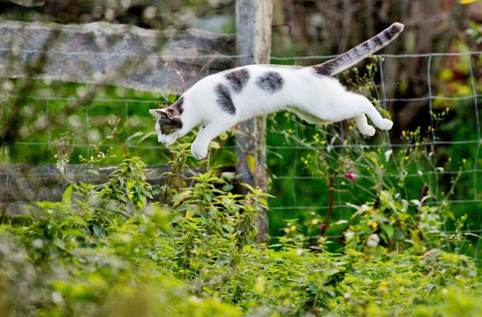 Katze im Garten