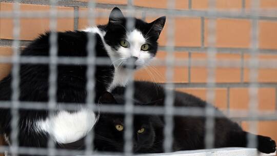 Katzen in einem Tierheim