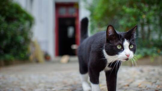 Kastrationspflicht für freilaufende Katzen?
