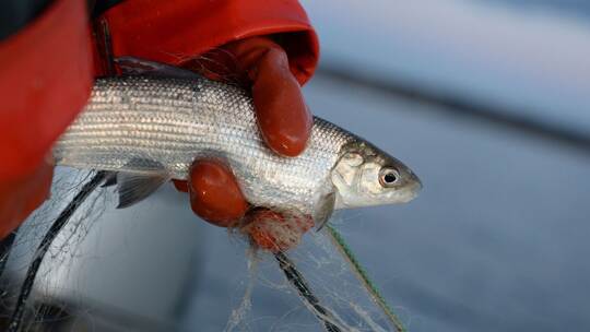 Fischerin mit Felchen am Bodensee