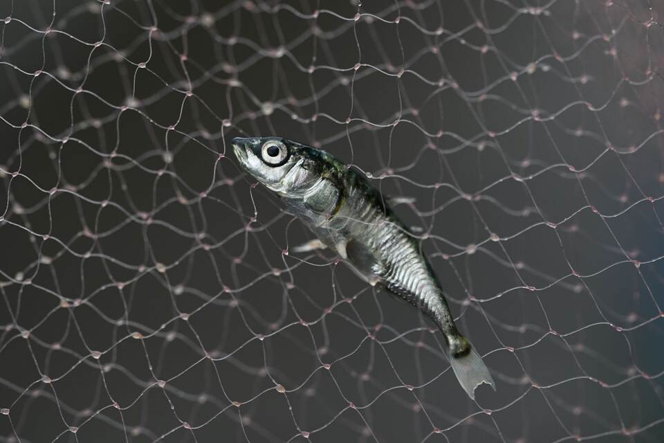 Fisch-Bestandsaufnahme im Bodensee