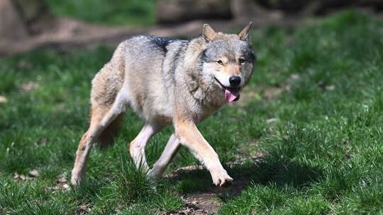 Wolf