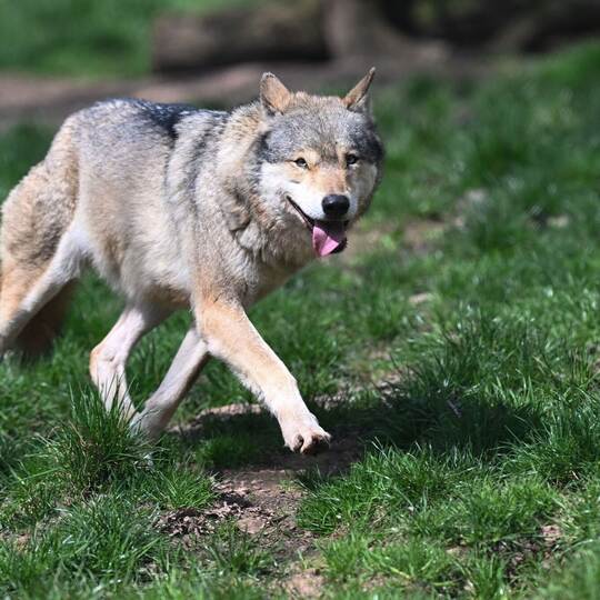 Wolf