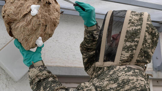 Nachdem er das Ausflugsloch mit Rasierschaum verschlossen und die Tiere im Inneren betäubt hat, löst ein Spezialist das Nest von Asiatische Hornissen