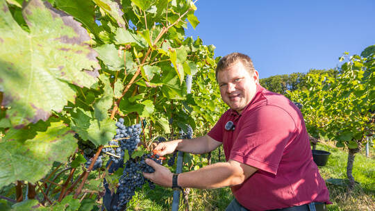 Weinlese Weingut Keller
