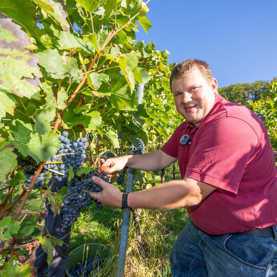 Weinlese Weingut Keller