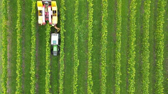 Weinernte in Baden-Württemberg Weinernte in Baden-Württemberg