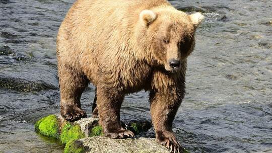 «Fat Bear»-Wahlen in USA «Fat Bear»-Wahlen in USA