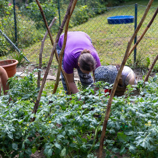 Die unteren Triebe an den Tomaten müssen weg: Das Grünwerk-Projekt am Diakoniepunkt Ost bringt Menschen zusammen, die gerne gärt Urban Gardening Altstädter Kirche