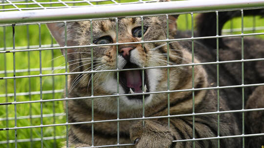 Kastrationsaktion für Katzen