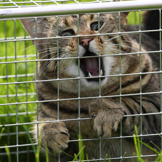 Kastrationsaktion für Katzen