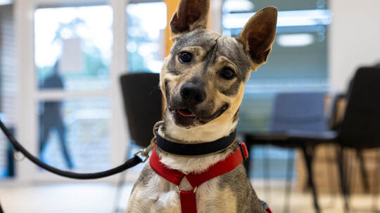 AdopTier Peanut