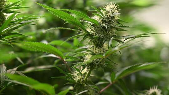 Cannabis-Anbau in Thüringen Cannabis-Anbau in Thüringen