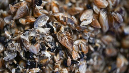 Quellbecken mit Quagga-Muscheln
