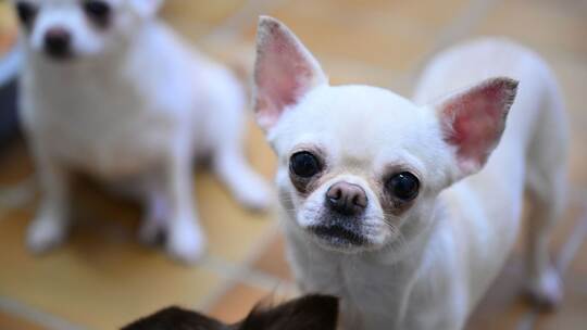 Chihuahua Hund Chihuahua Hund