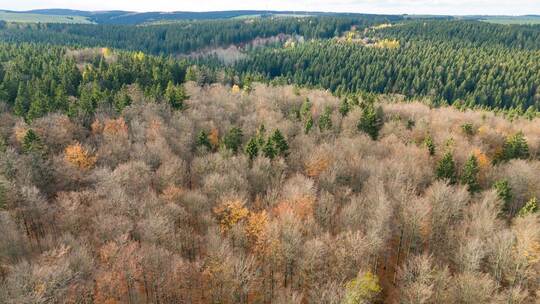 Wald Wald