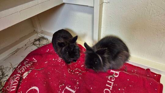 Mädchen findet Kaninchen in Schachtel - Polizei ermittelt