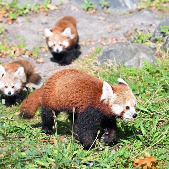 Nachwuchs bei den Kleinen Pandas im Erlebnis-Zoo Hannover