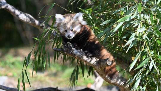 Nachwuchs bei den Kleinen Pandas im Erlebnis-Zoo Hannover