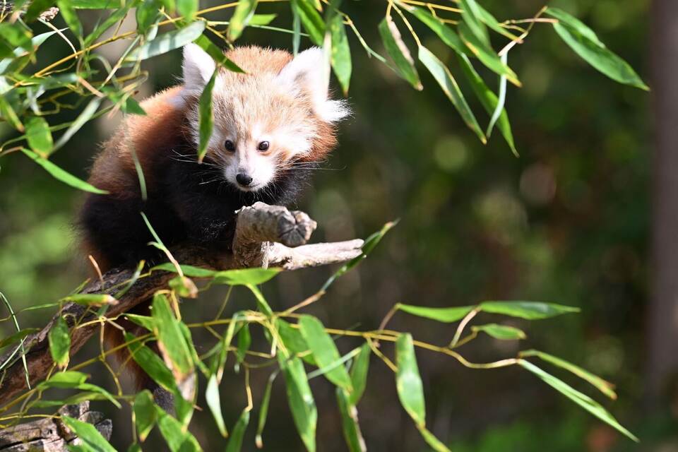 Nachwuchs bei den Kleinen Pandas im Erlebnis-Zoo Hannover
