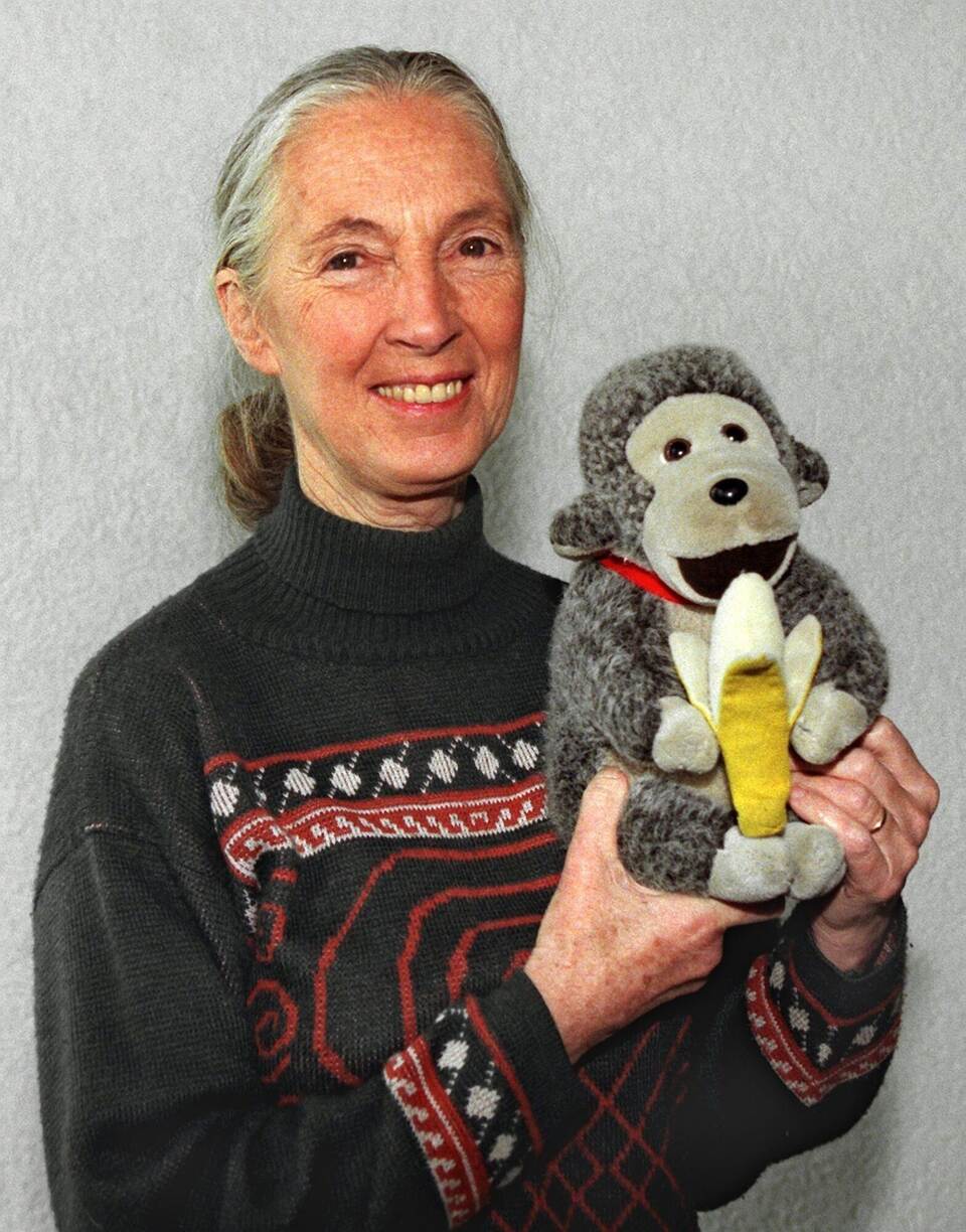 Primaten-Forscherin Jane Goodall ist tot