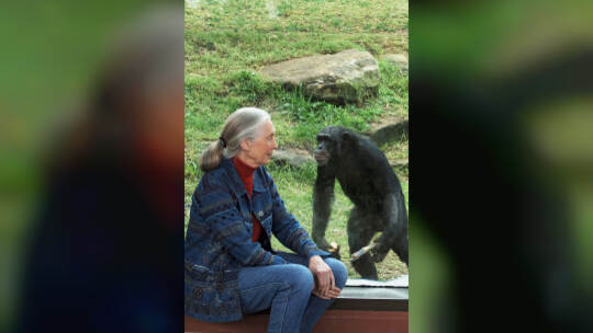 Primaten-Forscherin Jane Goodall ist tot