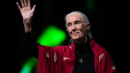 Primaten-Forscherin Jane Goodall ist tot