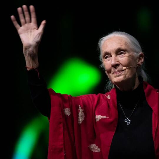 Primaten-Forscherin Jane Goodall ist tot