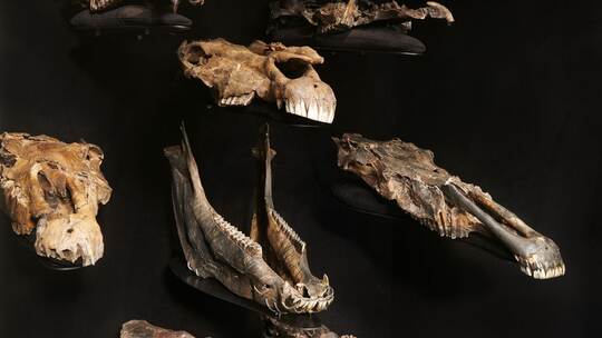 Forscher finden DNA von Pferde-Vorfahren
