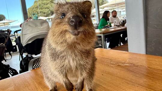 Quokkas auf Rottnest Island