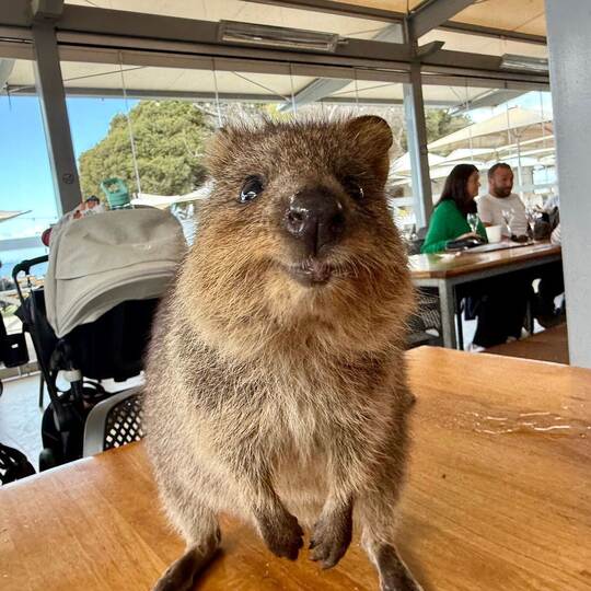 Quokkas auf Rottnest Island